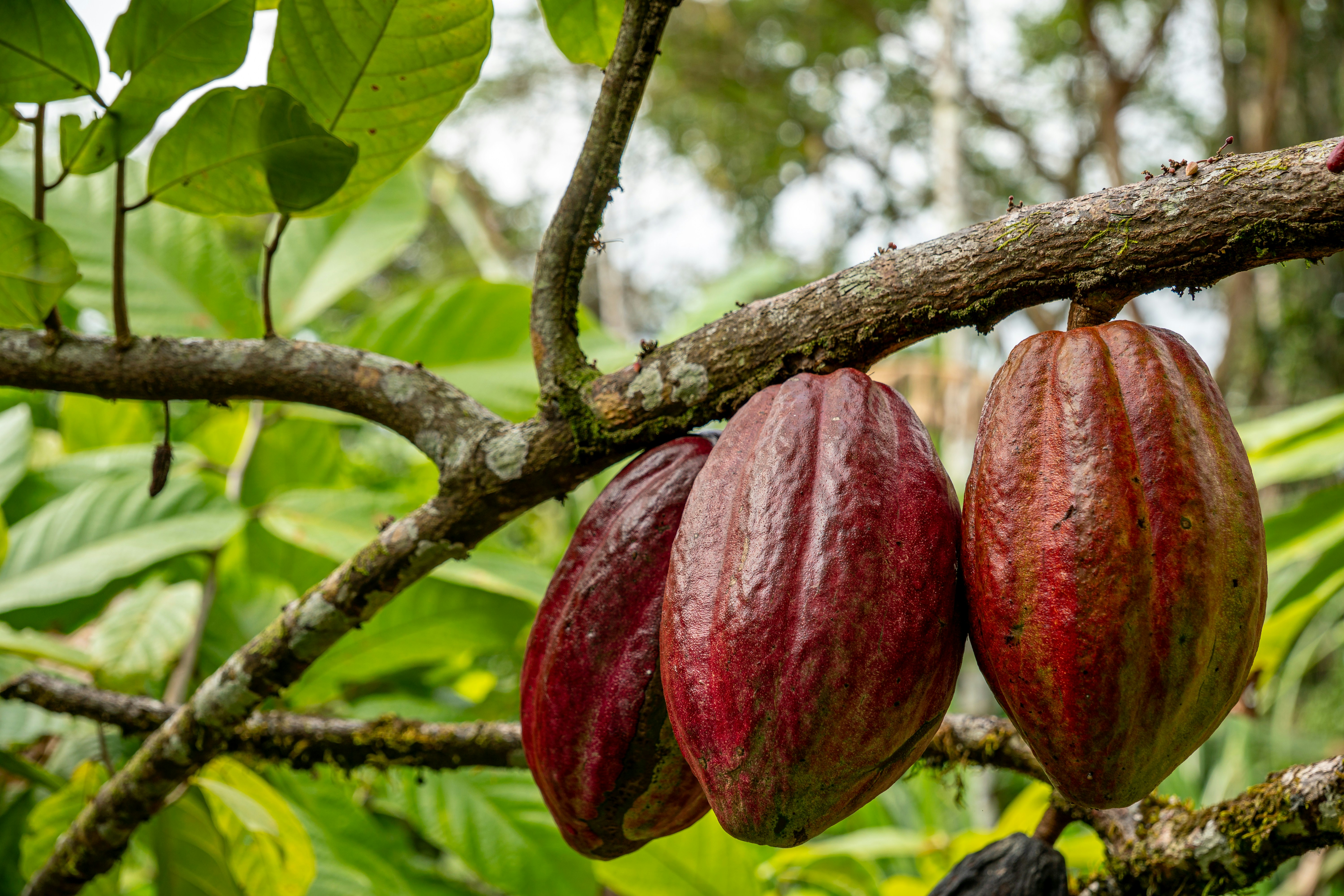 Cabosses de cacao suspendues à une branche de cacaoyer, photo d'illustration